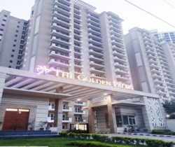 Front View of Golden Palms