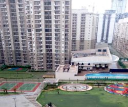 Top View of Golden Palms
