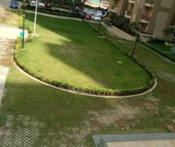 Lawn